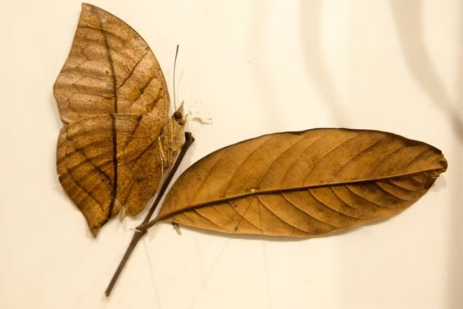 Những loài bướm đẹp, lạ nhất ở Việt Nam ảnh 4