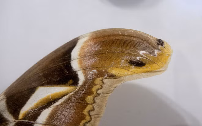 Những loài bướm đẹp, lạ nhất ở Việt Nam ảnh 6