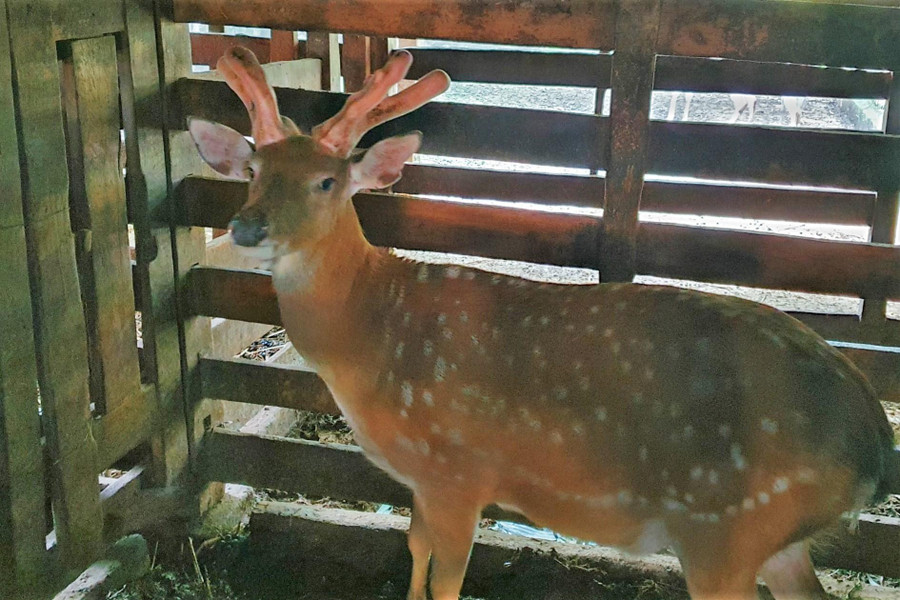 Nhung hươu được xem là thứ &quot;đại bổ&quot; đối với sức khỏe con người.