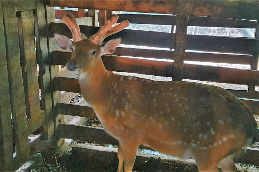 Nhung hươu được xem là thứ "đại bổ" đối với sức khỏe con người.