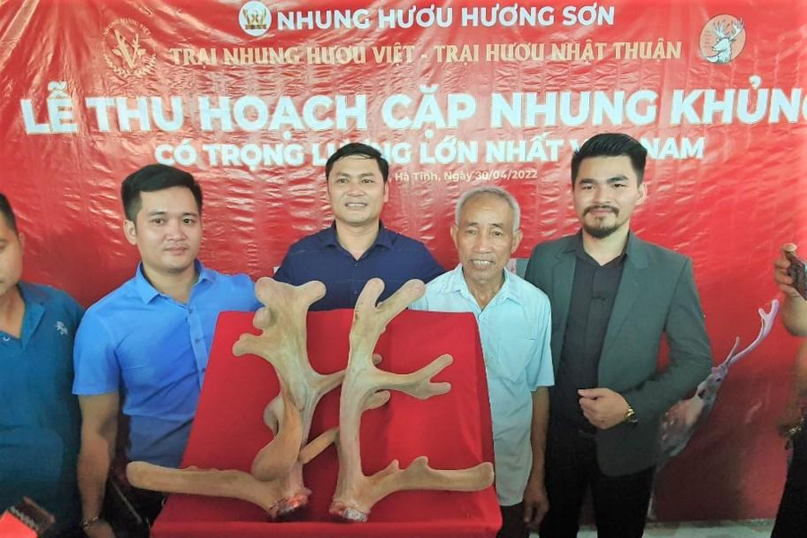 Một cặp nhung &quot;khủng&quot; của người dân ở Hương Sơn được bán với giá hơn 100 triệu đồng.