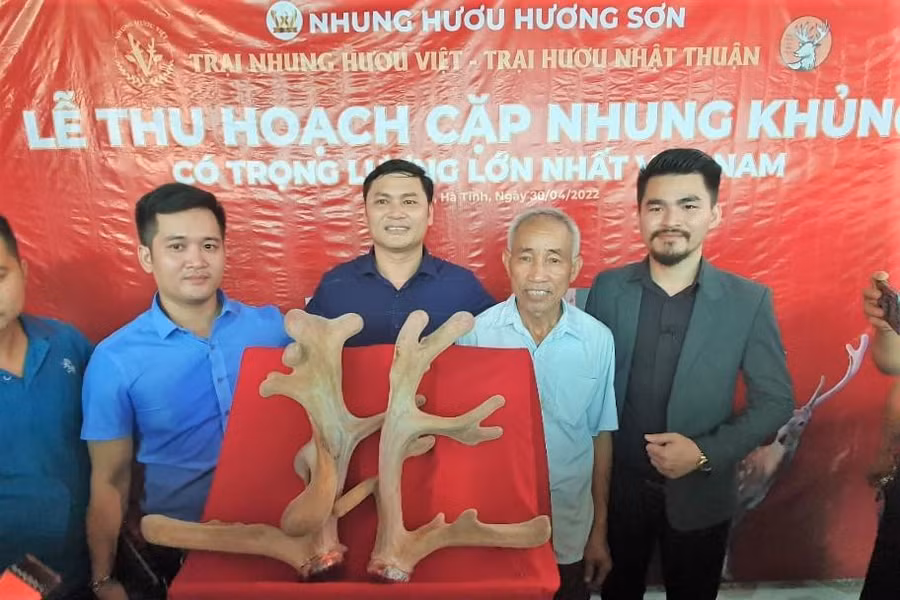 Một cặp nhung "khủng" của người dân ở Hương Sơn được bán với giá hơn 100 triệu đồng.