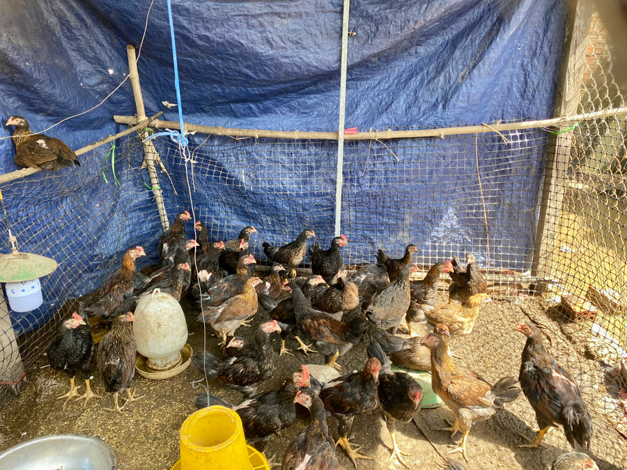 Gia đình ông Thọ được hỗ trợ dự án nuôi gà lai kiến thả vườn giúp cải thiện thu nhập, ổn định cuộc sống.