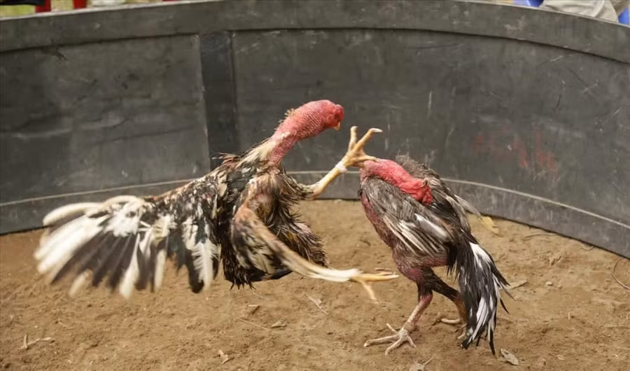 Ảnh minh họa/INT