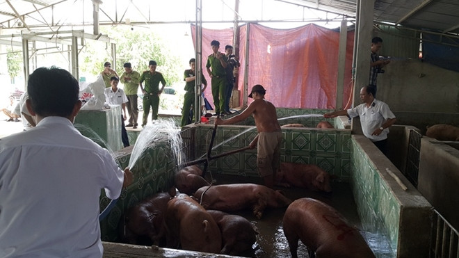 Phát hiện hai cơ sở giết mổ heo chứa chất cấm Salbutamol