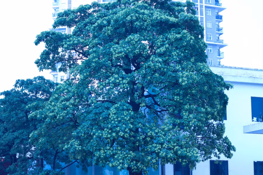 Mật độ cây hoa sữa dày đặc trên đường Nguyễn Chí Thanh (quận Đống Đa).