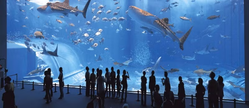 Bảo tàng Hải dương học là nơi ở của nhiều sinh vật biển.