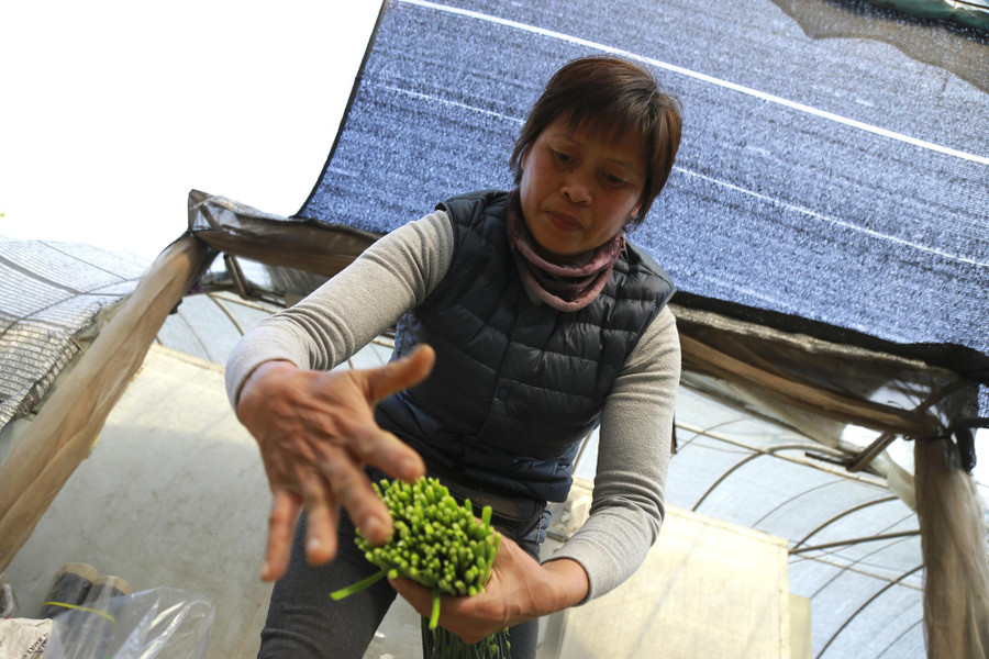 Bà Đặng Thị Cuối trên vườn rau của mình. Bà Đặng Thị Cuối trên vườn rau của mình.