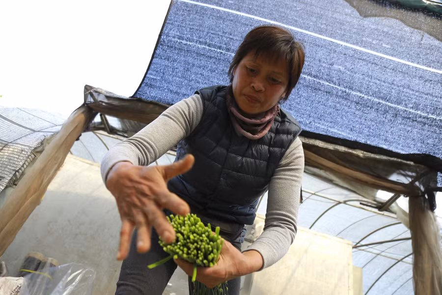 Bà Đặng Thị Cuối trên vườn rau của mình.