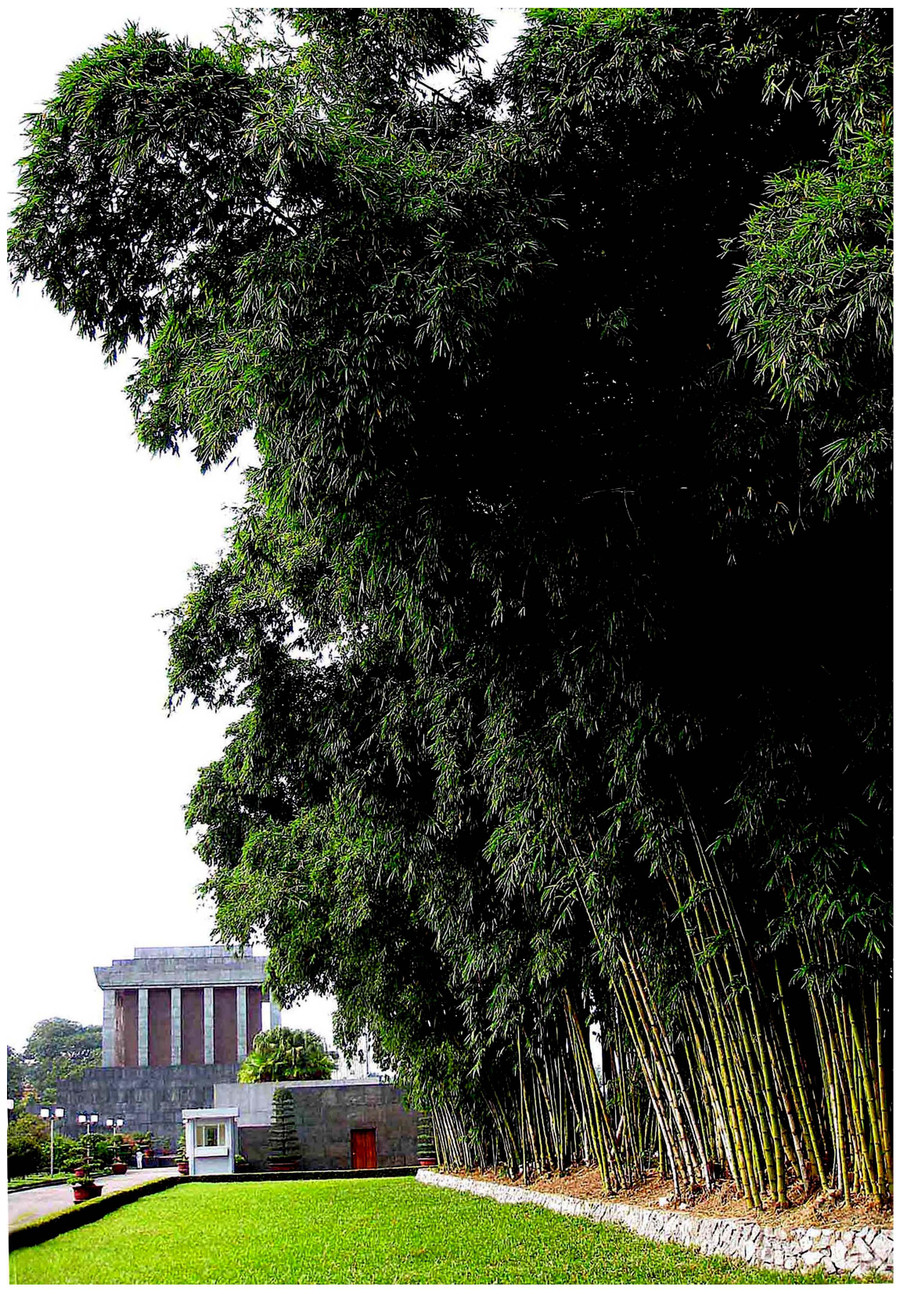 Tre xanh Lăng Bác.