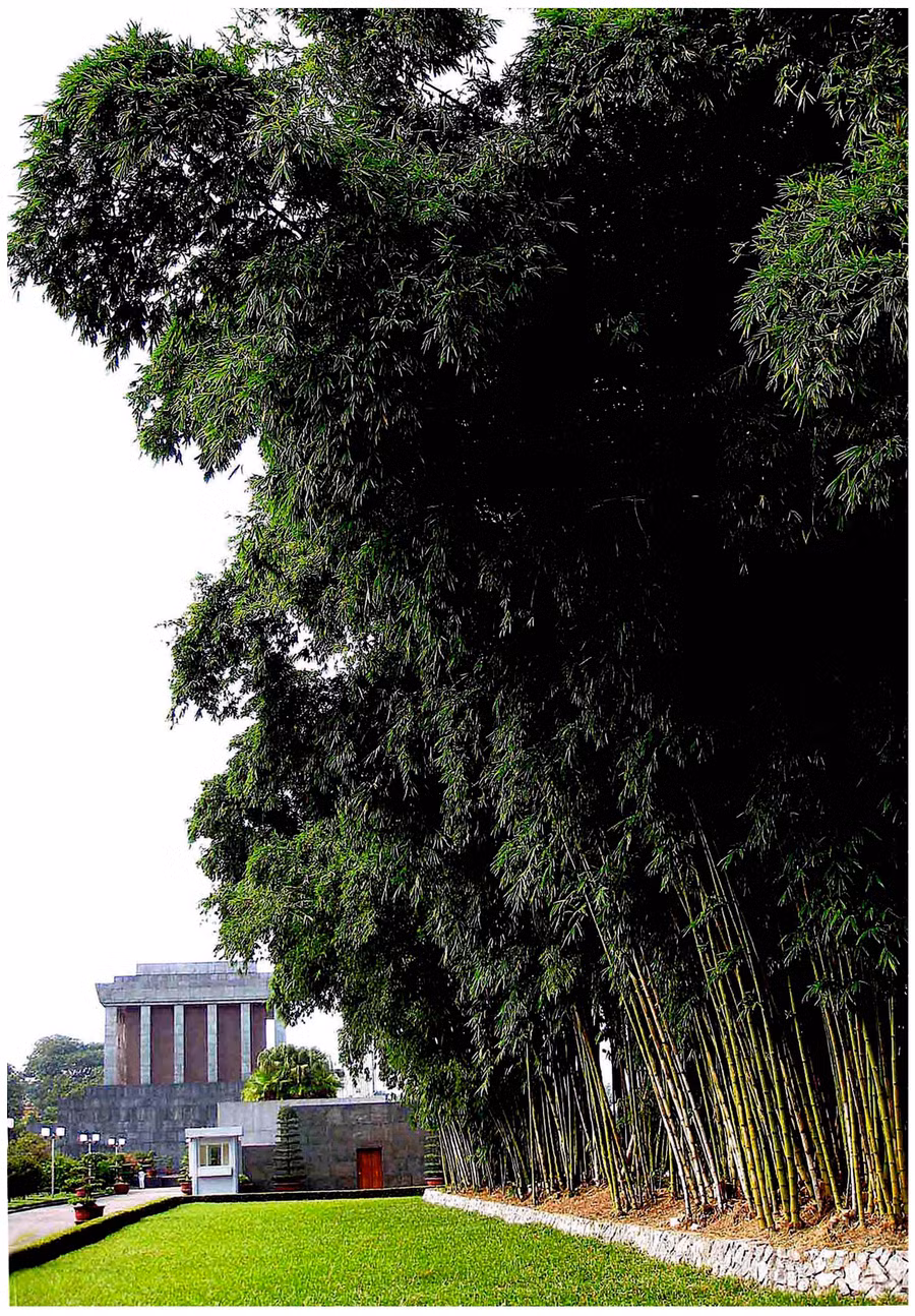 Tre xanh Lăng Bác.