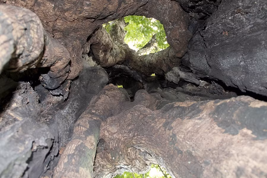 Trong gốc cây rỗng có thể chứa được 3 - 4 người. Ảnh: Đ.H.