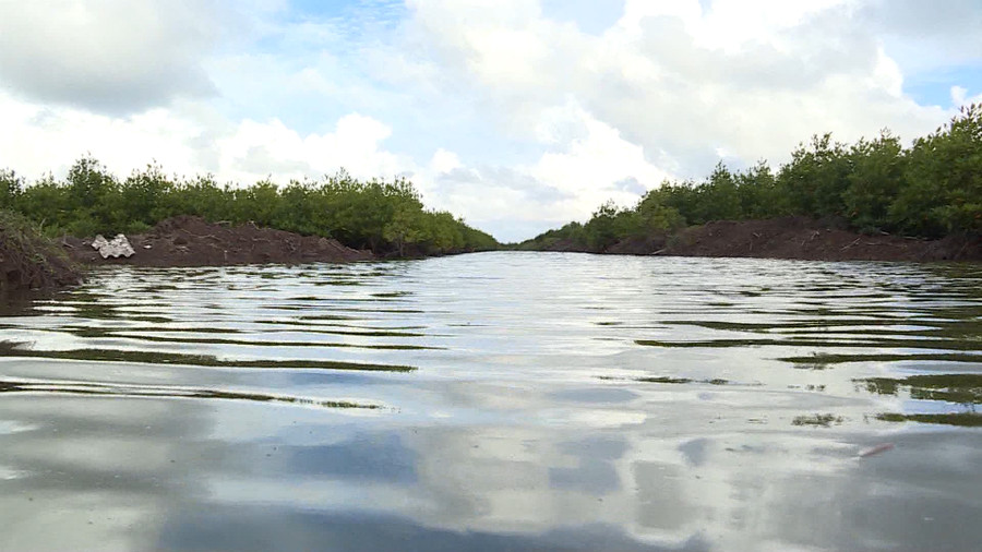 Một vuông nuôi tôm rừng của người dân Ngọc Hiển. Ảnh: TG Một vuông nuôi tôm rừng của người dân Ngọc Hiển. Ảnh: TG