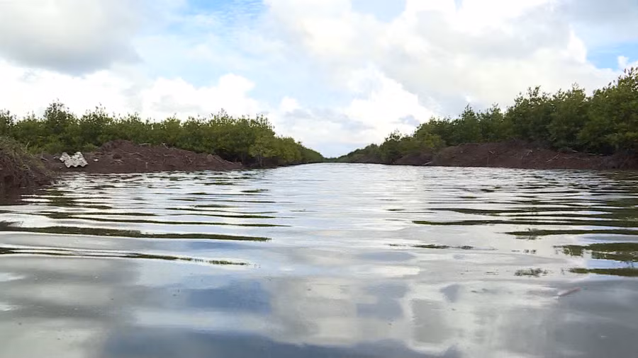 Một vuông nuôi tôm rừng của người dân Ngọc Hiển. Ảnh: TG