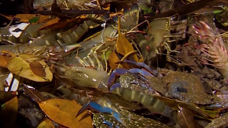 Tôm người dân thả nuôi dưới tán rừng chủ yếu là tôm sú. Ảnh: TG Tôm người dân thả nuôi dưới tán rừng chủ yếu là tôm sú. Ảnh: TG