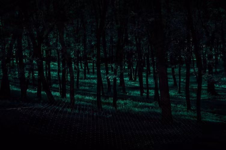 Rừng Aokigahara: Nơi tự sát bí ẩn nhất thế giới ảnh 8