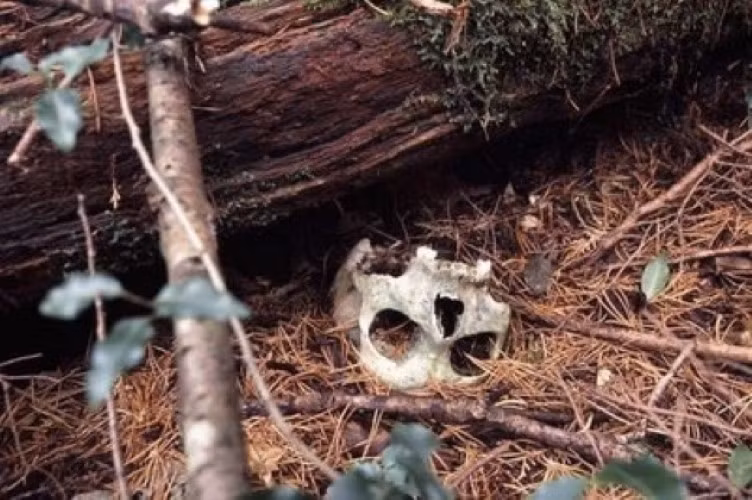 Rừng Aokigahara: Nơi tự sát bí ẩn nhất thế giới ảnh 4