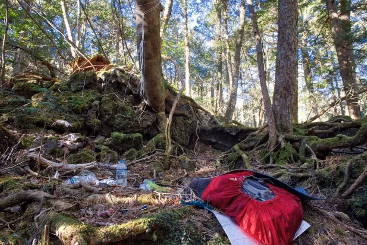 Rừng Aokigahara: Nơi tự sát bí ẩn nhất thế giới ảnh 1