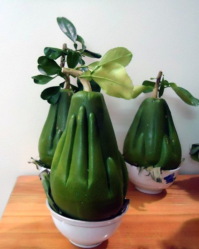 Quả độc, lạ dịp Tết có phải do biến đổi gen?