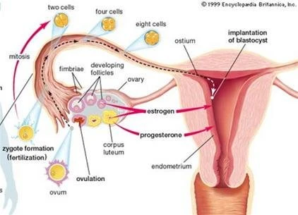 Hình ảnh buồng trứng ở người.