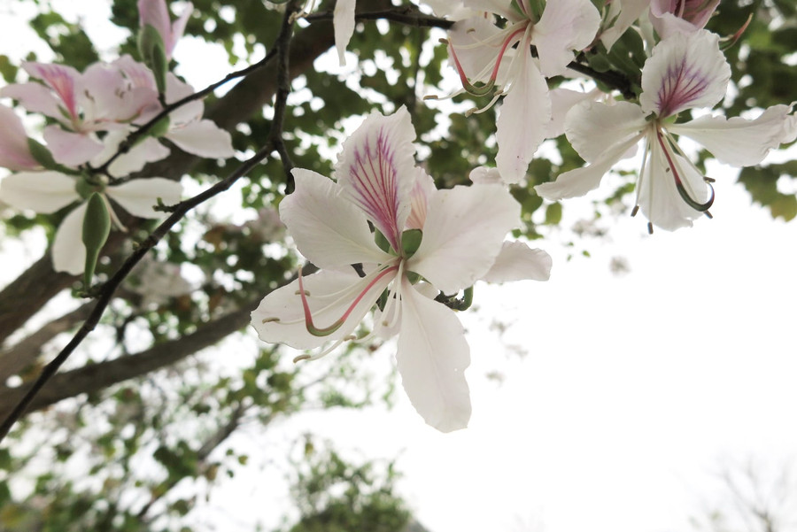 Loài hoa gắn liền với truyền thuyết của người Thái, về người con gái tên Ban xinh đẹp nết na với giọng hát làm say đắm lòng người…