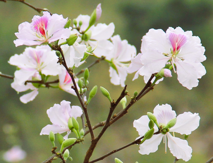 Hoa ban nở khi cơn mưa phùn cuối mùa níu mùa Xuân ở lại.