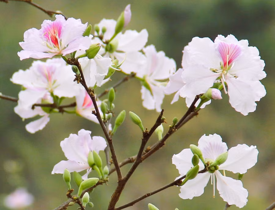 Hoa ban nở khi cơn mưa phùn cuối mùa níu mùa Xuân ở lại.