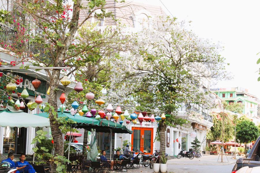 Khắp núi rừng, dọc con đường dẫn vào TP Sơn La hay lối nhỏ tới các bản làng, những cây ban đang độ mãn khai trông rất đẹp mắt.