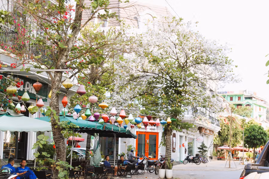 Khắp núi rừng, dọc con đường dẫn vào TP Sơn La hay lối nhỏ tới các bản làng, những cây ban đang độ mãn khai trông rất đẹp mắt.