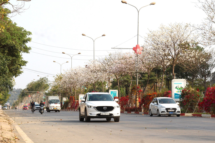 Tháng 3, hoa ban trắng bung nở tinh khôi khoe vẻ đẹp kiều diễm như mời gọi du khách tới miền Tây Bắc chiêm ngưỡng, khám phá.