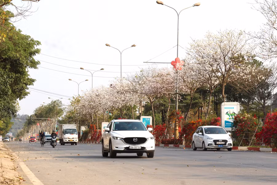 Tháng 3, hoa ban trắng bung nở tinh khôi khoe vẻ đẹp kiều diễm như mời gọi du khách tới miền Tây Bắc chiêm ngưỡng, khám phá.