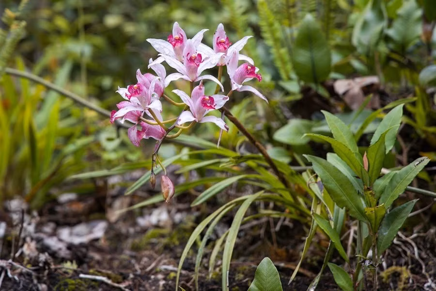 Khi cuộc sống dần ổn định, kinh tế phát triển người dân ý thức được đã đến lúc trả lan về rừng. Ảnh: Trúc Hân