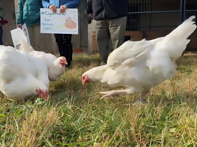 Không được nuôi gà mái đẻ trong lồng ở Oregon, Washington và Nevada.