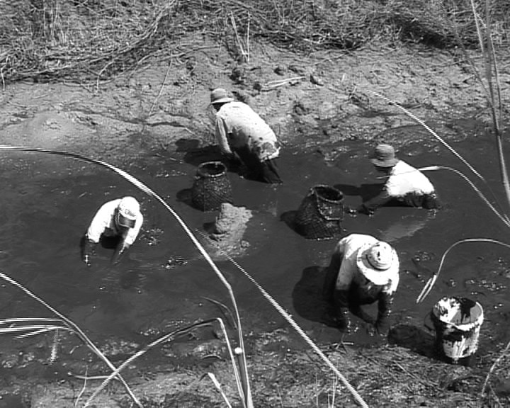 Cảnh bắt cá đìa khu vực Vườn quốc gia U Minh Hạ.