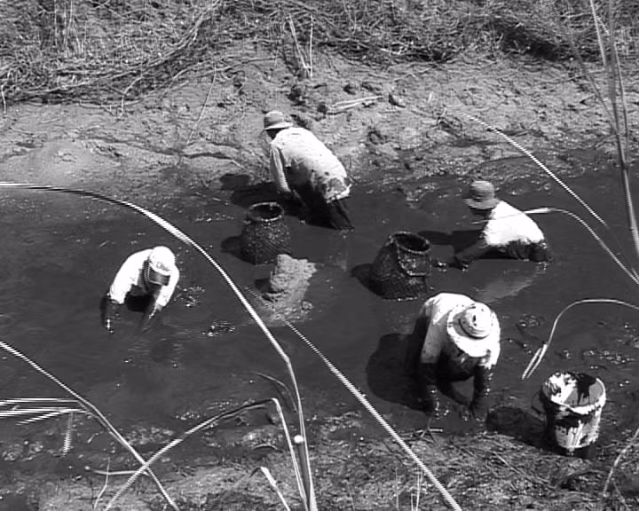 Cảnh bắt cá đìa khu vực Vườn quốc gia U Minh Hạ.