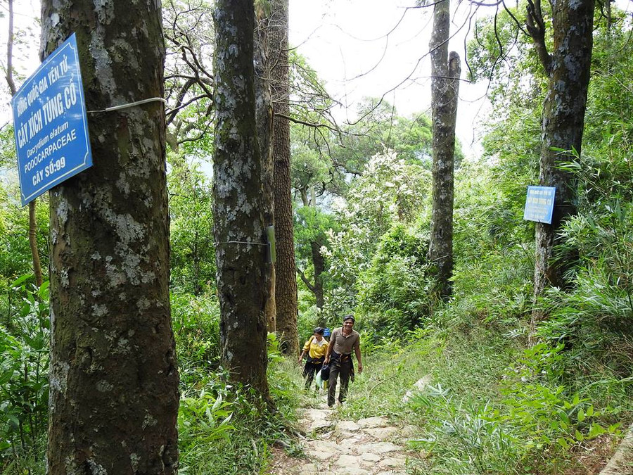 Những cây xích tùng 700 tuổi ở khu đường Tùng Yên Tử.