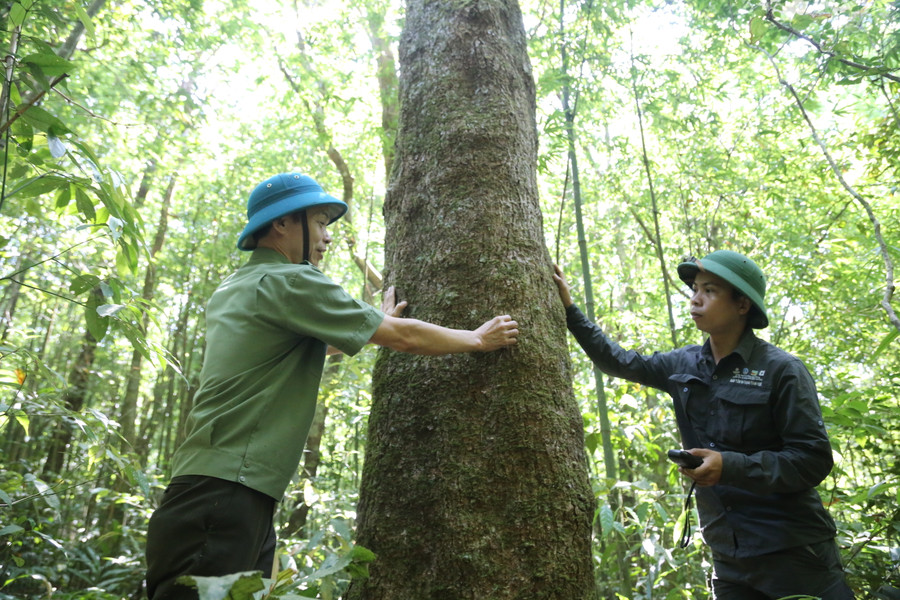 Khu BTTN Bắc Hướng Hóa là khu rừng đa dạng, tồn tại nhiều loại gỗ rừng, thú quý hiếm. Ảnh: Đ. Đức