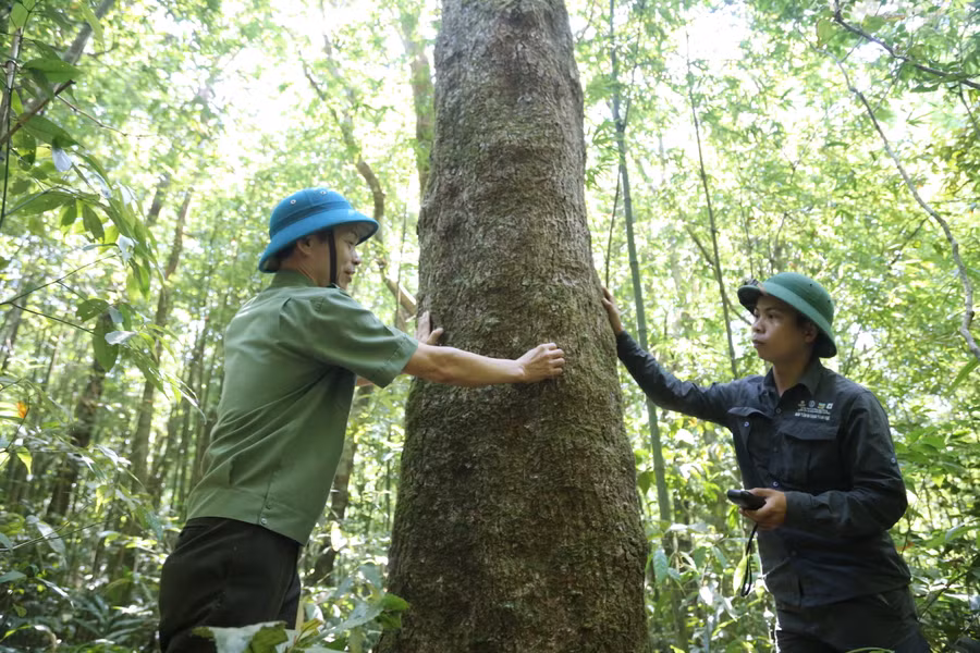 Khu BTTN Bắc Hướng Hóa là khu rừng đa dạng, tồn tại nhiều loại gỗ rừng, thú quý hiếm. Ảnh: Đ. Đức Khu BTTN Bắc Hướng Hóa là khu rừng đa dạng, tồn tại nhiều loại gỗ rừng, thú quý hiếm. Ảnh: Đ. Đức