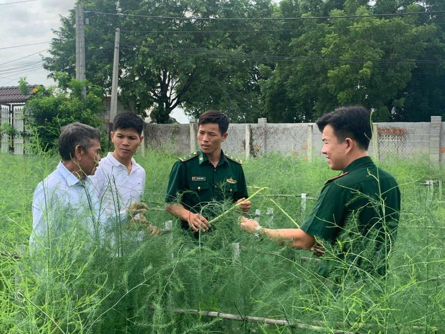 BĐBP giúp người dân tăng cường kiến thức để trồng và thu hoạch hiệu quả cây măng tây. BĐBP giúp người dân tăng cường kiến thức để trồng và thu hoạch hiệu quả cây măng tây.