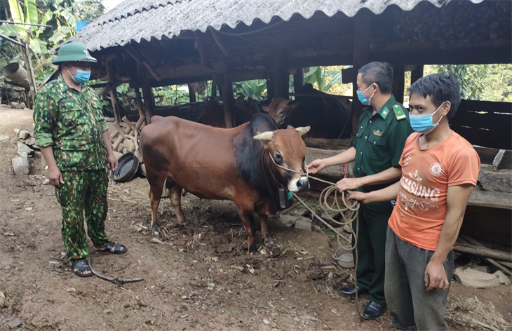 Nhiều hộ dân thoát nghèo từ dự án “Bò sinh sản luân chuyển” của đồn Biên phòng Lũng Cú. Nhiều hộ dân thoát nghèo từ dự án “Bò sinh sản luân chuyển” của đồn Biên phòng Lũng Cú.