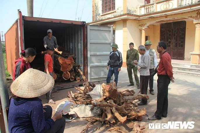 Người dân và cơ quan chức năng kiểm kê số gỗ sưa sau khi đốn hạ.