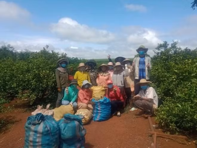 Các thành viên của CLB Thiện Nguyện Tâm Đức cùng người dân Gia Lai thu hoạch nông sản hỗ trợ TP Hồ Chí Minh. Ảnh: NV.