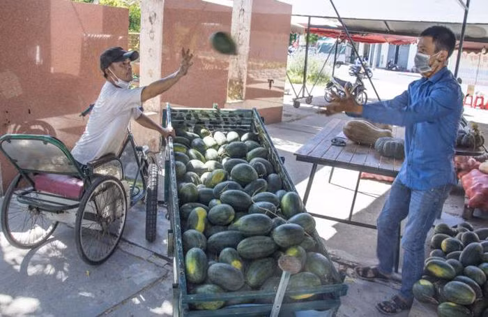 Ngồi xe lăn bán vé số, dốc tiền góp cho người nghèo vùng dịch - anh Bùi Quang Thuận, 49 tuổi, quê ở TP Quảng Ngãi. Trong ảnh: Anh Thuận chở đến 2 thùng dưa hấu do nông dân canh tác ở dưới bãi bồi sông Trà. Ảnh: Chương Lê.