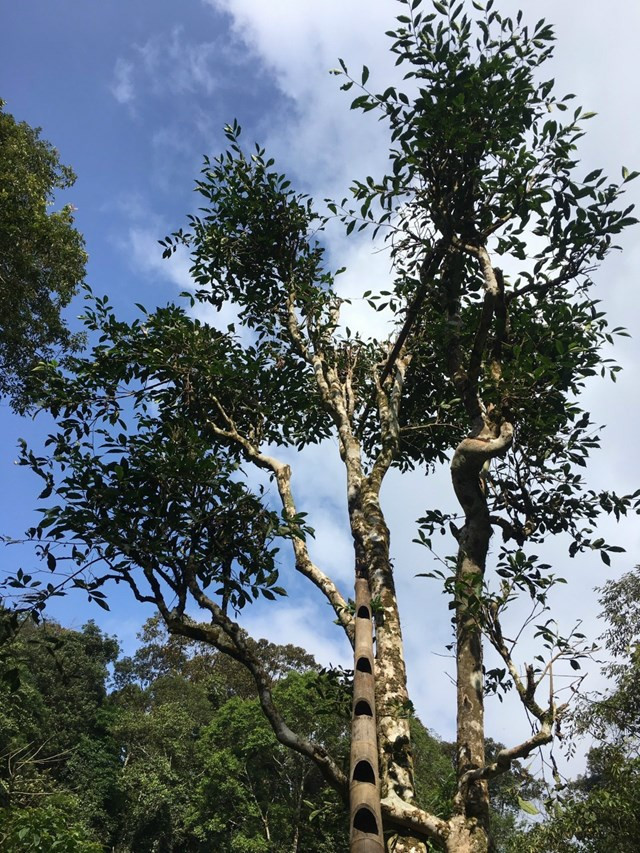 Để hái được những búp chè non, người dân phải dùng thang được làm từ những cây tre già bắc lên những cành chè Shan cao tít.