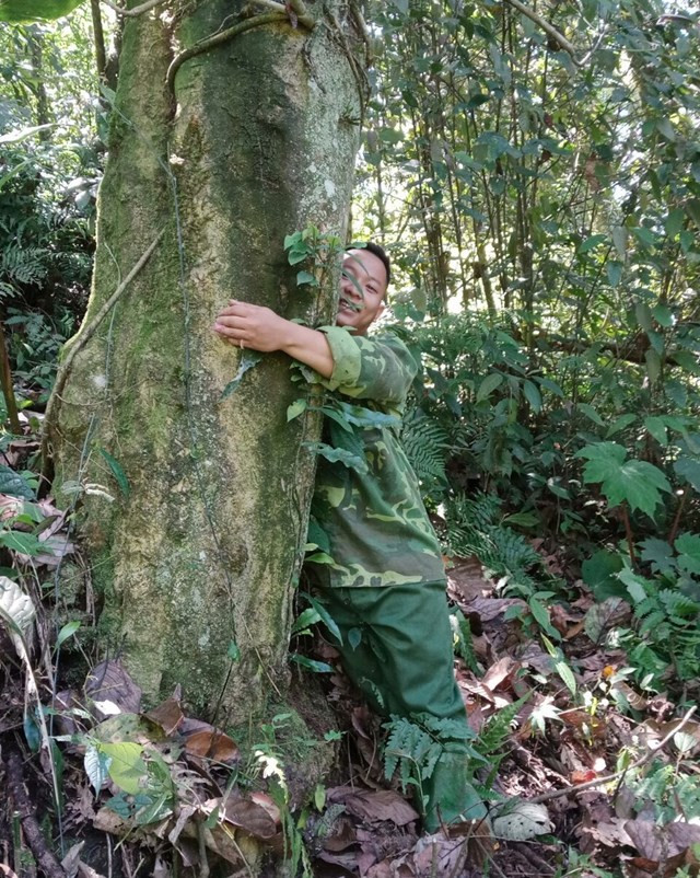 Những cây chè Shan cổ thụ cao hàng chục mét và thân rộng cả vòng tay ôm không hết.
