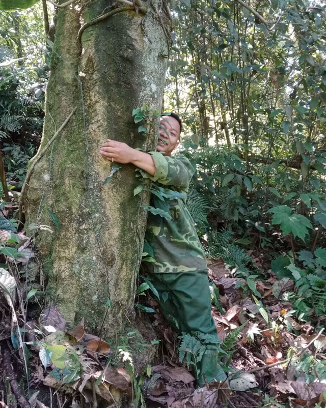Những cây chè Shan cổ thụ cao hàng chục mét và thân rộng cả vòng tay ôm không hết.