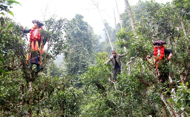 Những cô gái dân tộc Dao đỏ thu hái những búp chè cổ thụ một tôm, hai lá.