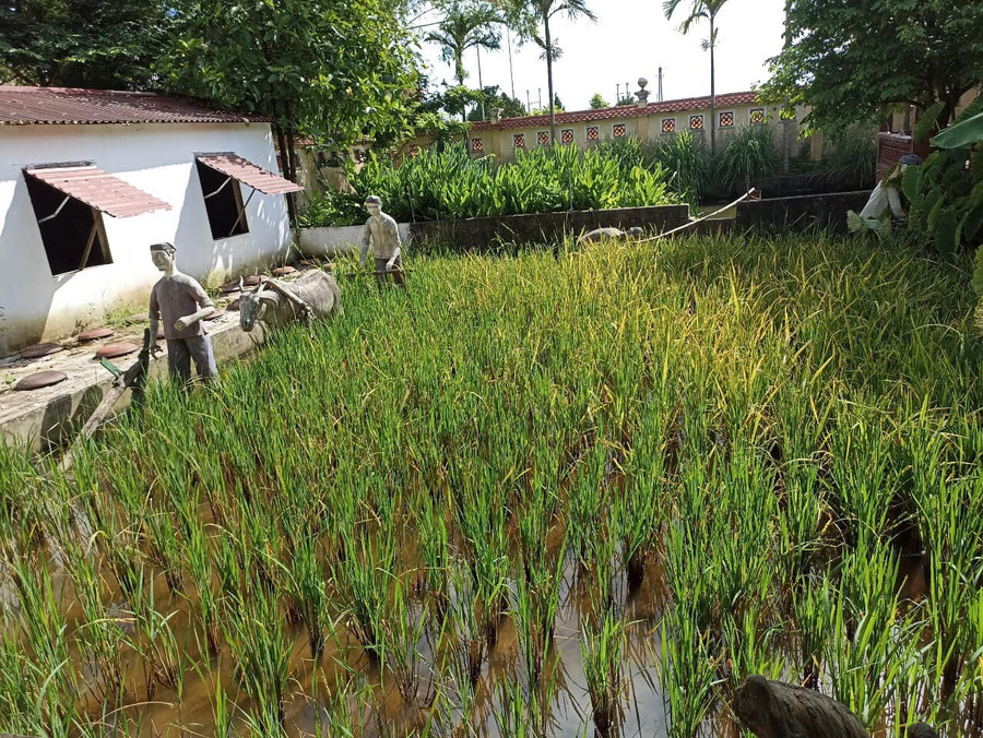 Khu ruộng lúa. Khu ruộng lúa.