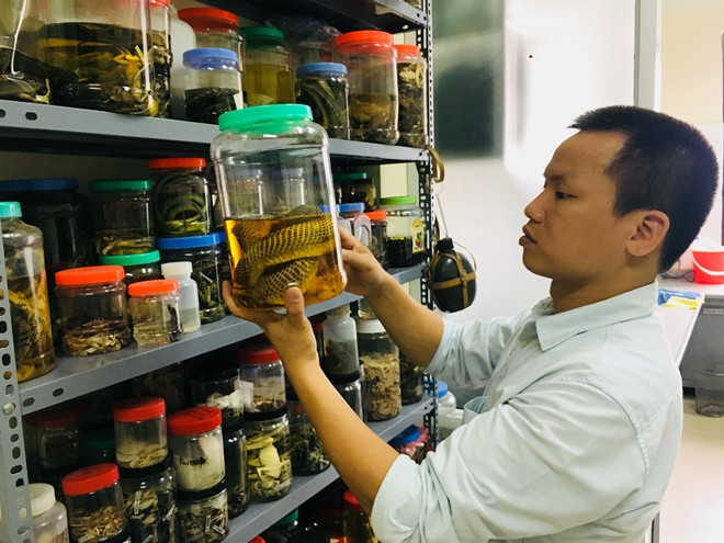 TS Nguyễn Thiên Tạo bên các mẫu vật tại phòng nghiên cứu. TS Nguyễn Thiên Tạo bên các mẫu vật tại phòng nghiên cứu.