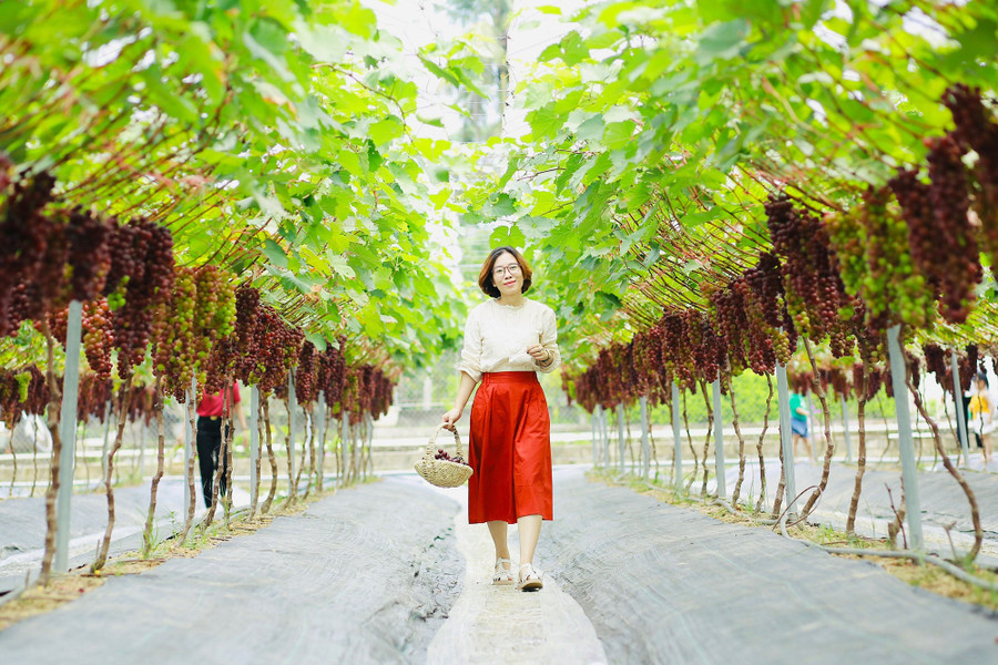 Du khách tham quan và trải nghiệm hái nho. Du khách tham quan và trải nghiệm hái nho.